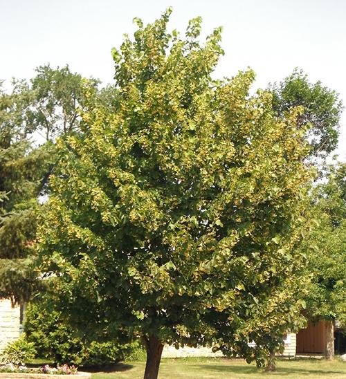 10 Trees Everyone Should Know And Why - Basswood2