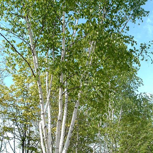 10 Trees Everyone Should Know And Why - Birch1