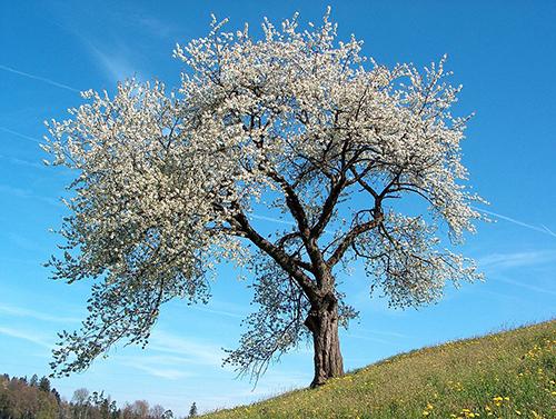 10 Trees Everyone Should Know And Why - Cherry1
