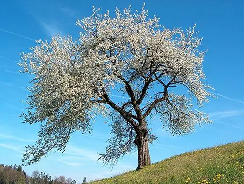 10 Trees Everyone Should Know and Why - The Lost Herbs
