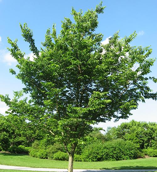 10 Trees Everyone Should Know And Why - Hackberry1
