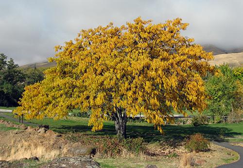 10 Trees Everyone Should Know And Why - Honey Locust1