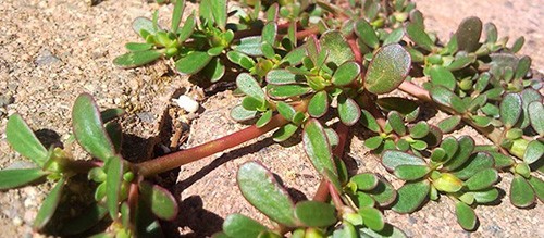 If You See This Weed Growing In Your Yard, Don’t Pick It – Here’s Why ...