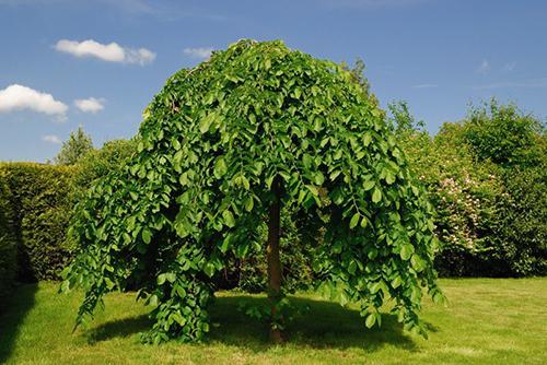 10 Trees Everyone Should Know and Why -Mulberry1