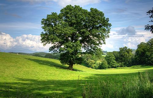 10 Trees Everyone Should Know And Why -Oak1