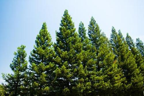 10 Trees Everyone Should Know And Why - Pine1