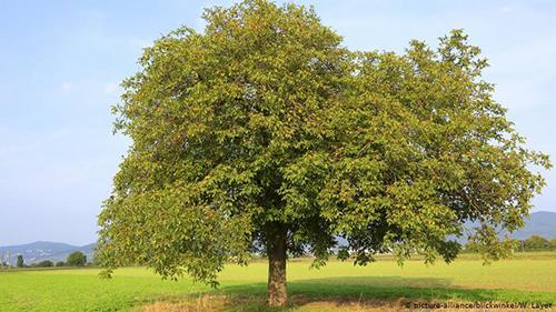 10 Trees Everyone Should Know And Why - Walnuts1
