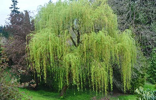 10 Trees Everyone Should Know And Why -Willow1