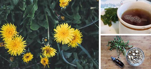 25 Reasons You Should Go and Pick Dandelion Right Now! - The Lost Herbs