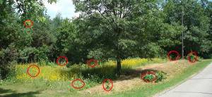 Cover-15-Common-Wild-Plants-You-Never-Thought-Were-Edible