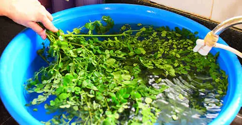 How To Make Moringa Powder and Improve Your Liver - The Lost Herbs