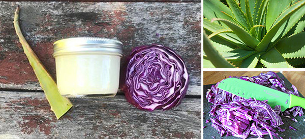  How to Make a Healing Salve with Cabbage and Aloe Vera