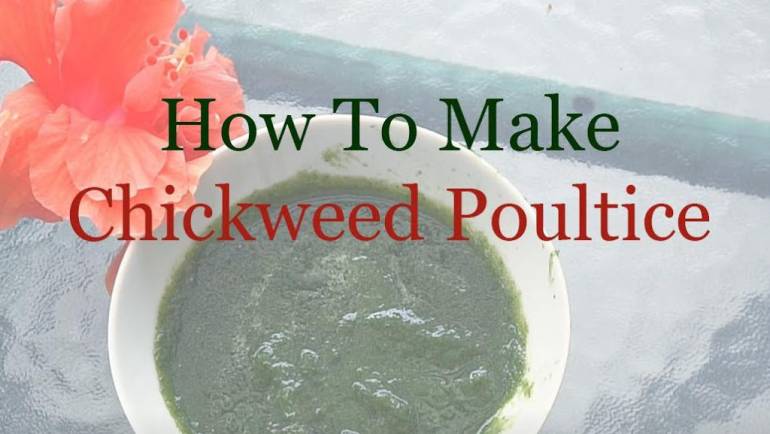 Homemade Ginger And Chickweed Poultice For Circulation And Sore Muscles