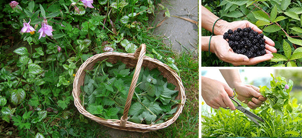 8 Medicinal Herbs You Should Be Picking This Summer