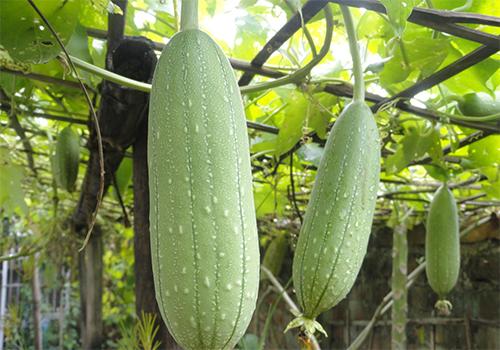 How to Grow Luffa and Turn Them Into Sponges 1