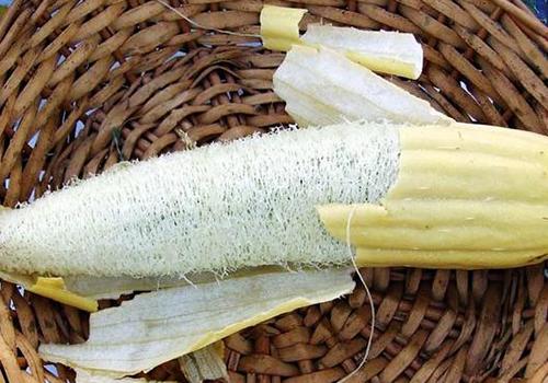 How to Grow Luffa and Turn Them Into Sponges 3