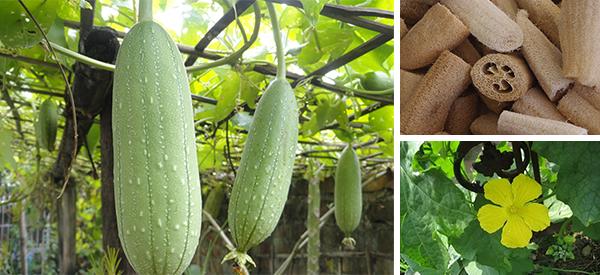 How to Grow Luffa and Turn Them Into Sponges