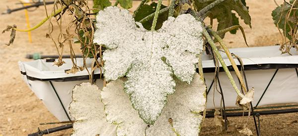 If You See These White Spots on Your Plants, Don’t Touch Them