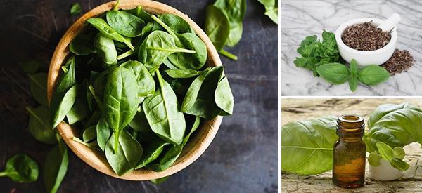The Secret to Keep Basil Alive Indoors and How to Use It as a Medicine
