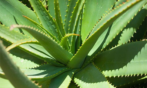 10 Plants You Should Hide From Your Neighbors