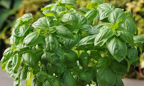 7 Medicinal Herbs You Can Grow In House