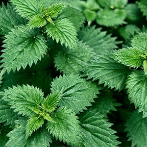 Best Herbs For Lungs And Respiratory Support