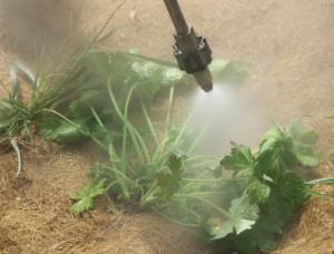 DIY Natural Weed Killer - The Lost Herbs