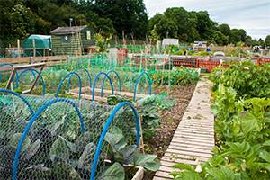 5 Myths About Organic Gardening