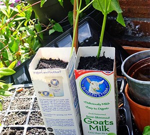 5 Myths About Organic Gardening