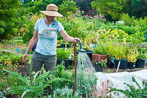 5 Myths About Organic Gardening