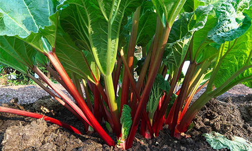 7 Backyard Poisonous Plants That You Can Use As Medicine