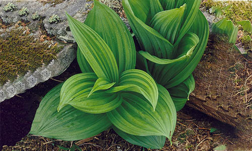 7 Backyard Poisonous Plants That You Can Use As Medicine