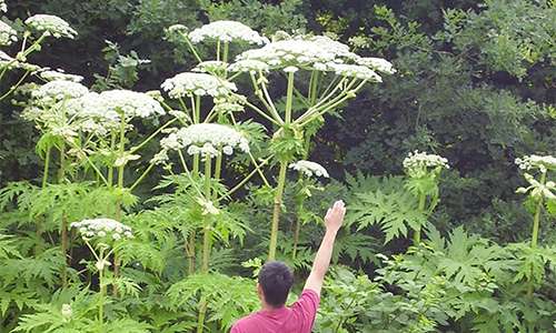 If You See This Plant, Whatever You Do Don’t Touch It!