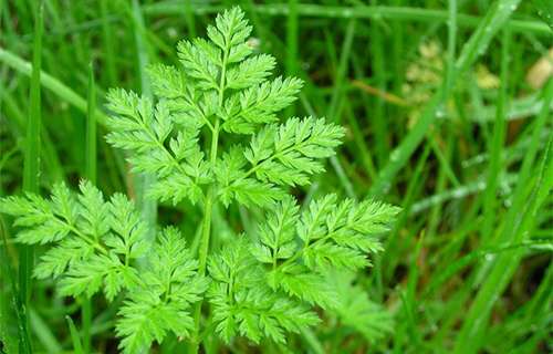 How To Tell The Difference Between Yarrow And The Poisonous Hemlock