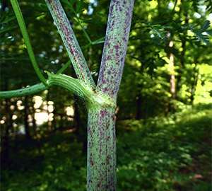 How To Tell The Difference Between Yarrow And The Poisonous Hemlock