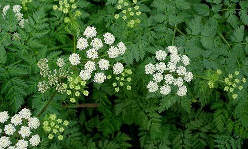 How To Tell The Difference Between Yarrow And The Poisonous Hemlock