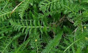 How to Tell the Difference Between Yarrow and the Poisonous Hemlock ...