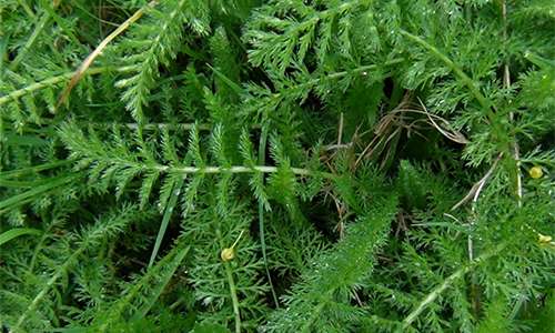 How To Tell The Difference Between Yarrow And The Poisonous Hemlock