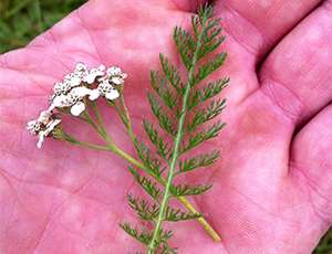 How To Tell The Difference Between Yarrow And The Poisonous Hemlock