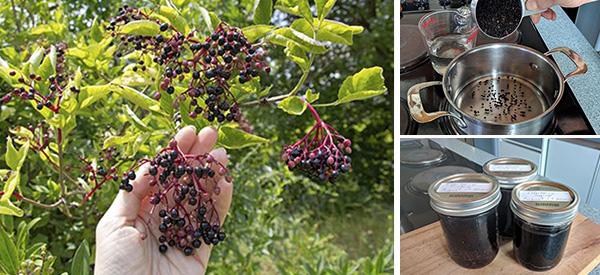 How to Make Immune Boosting Elderberry Syrup
