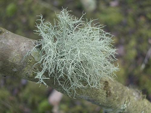 10+ Usnea Tincture Recipe