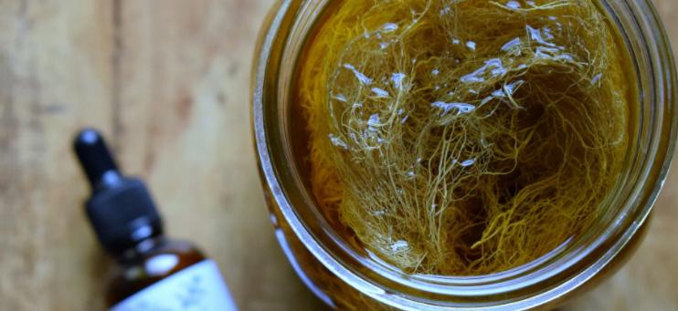 How to Make Usnea Tincture for Respiratory Support