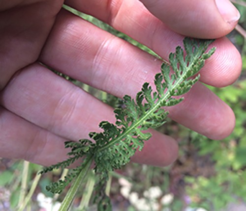 What You Should Know About Foraging Yarrow - The Lost Herbs