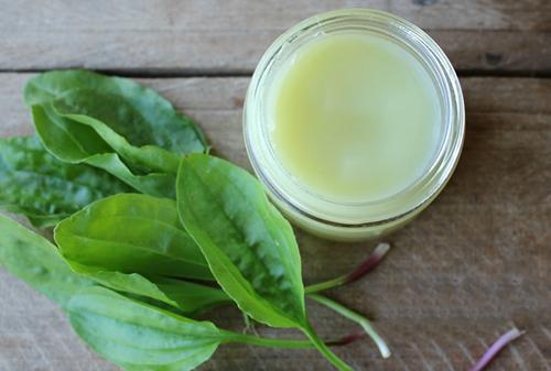 10 Remedies You Can Make Using Plantain- plantain salve