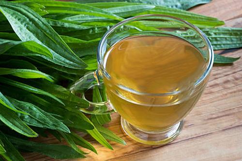 10 Remedies You Can Make Using Plantain- tea for UTIs
