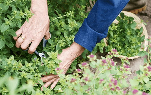 15 Herbal Mistakes you are Probably Making Right Now ! Cutting Plants