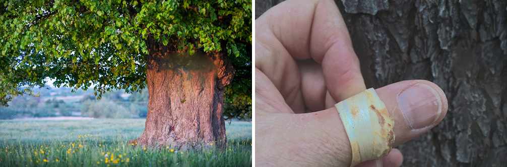 25 Little Known Medicinal Uses for Tree Bark - Linden Tree