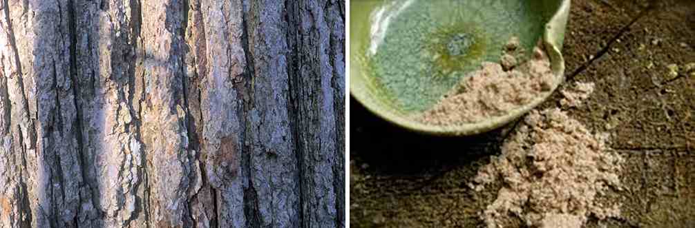 25 Little Known Medicinal Uses for Tree Bark - Slippery Elm
