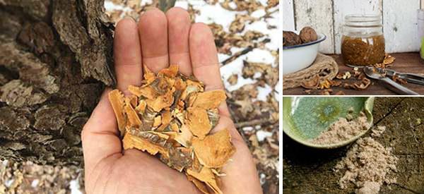 25 Little Known Medicinal Uses for Tree Bark -Template Cover 2