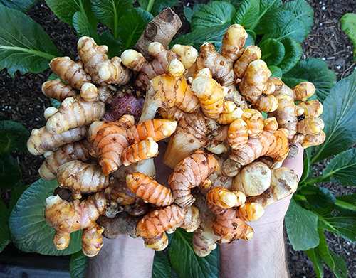 3 Fat Burning Plants You Aren't Eating Right Now Turmeric Root